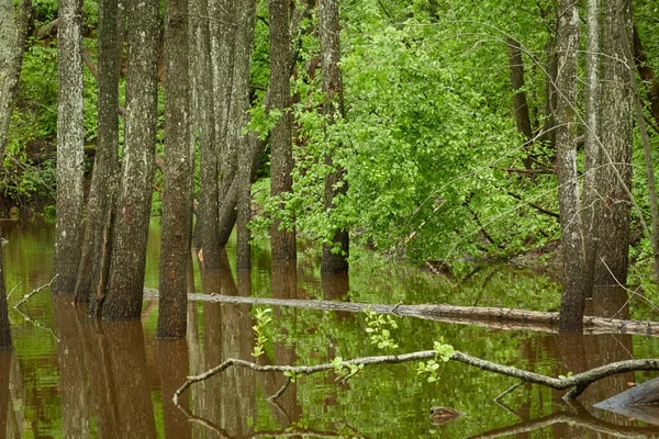 Rio Parque Florestal Plantas Musgo Samambaia Relva Verde Troncos Árvores — Fotografia de Stock