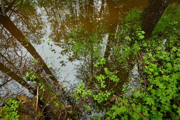 River in a forest park. Plants, moss, fern, green grass. Reflections on water. Spring, early summer. Environment, climate, ecology, ecosystems, pure nature. Idyllic landscape. High angle view