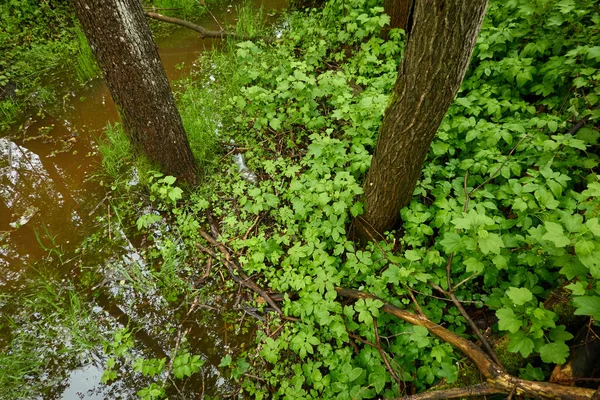 River in a forest park. Plants, moss, fern, green grass. Reflections on water. Spring, early summer. Environment, climate, ecology, ecosystems, pure nature. Idyllic landscape. High angle view
