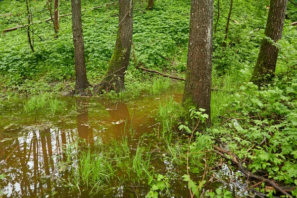 Fluss Einem Waldpark Bäume Pflanzen Moos Farn Grünes Gras Reflexionen — Stockfoto