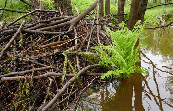Orman Parkındaki Bir Nehir Ağaçlar Bitkiler Yosun Eğrelti Otları Yeşil Telifsiz Stok Fotoğraflar