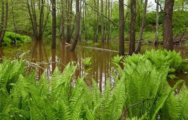 Green Fern Leaves Close Forest River Reflections Water Spring Early Stock Image