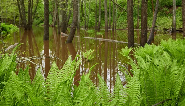 Yeşil Eğrelti Otu Yaprakları Yakın Plan Orman Nehri Sudaki Yansımalar Telifsiz Stok Fotoğraflar