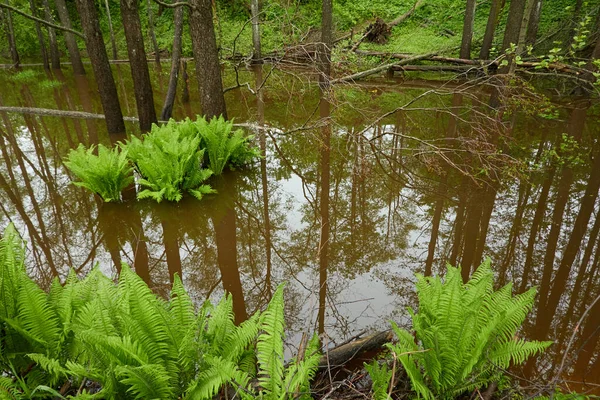 Yeşil Eğrelti Otu Yaprakları Yakın Plan Orman Nehri Sudaki Yansımalar Telifsiz Stok Imajlar