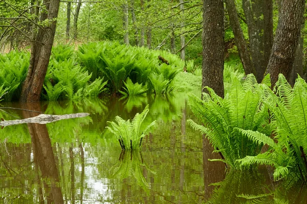 Green Fern Leaves Close Forest River Reflections Water Spring Early Stock Image