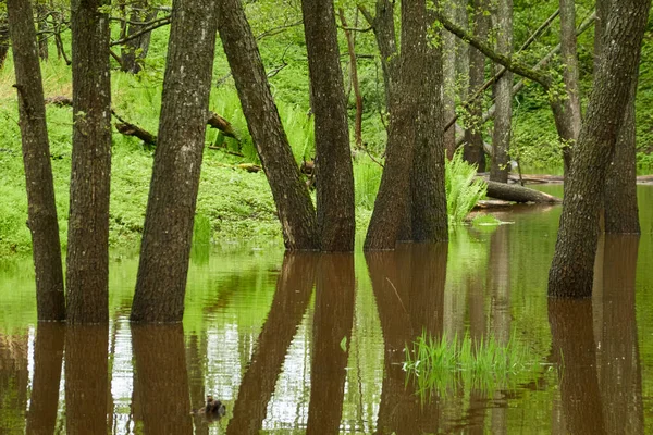 Orman Parkındaki Bir Nehir Ağaçlar Bitkiler Yosun Eğrelti Otları Yeşil Telifsiz Stok Imajlar