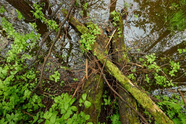 Orman Parkındaki Bir Nehir Ağaç Kütükleri Bitkiler Yosun Eğrelti Otu Stok Fotoğraf