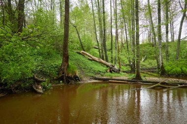 Orman parkındaki bir nehir. Bitkiler, yosun, eğrelti otları, yeşil çimenler. Devrilmiş ağaç kütükleri, baraj. Sudaki yansımalar. İlkbahar, yazın başı. Çevre, iklim, ekoloji, ekosistemler, saf doğa. Idyllic manzara
