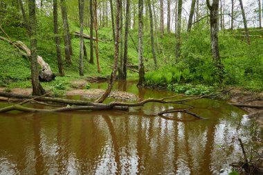 Orman parkındaki bir nehir. Bitkiler, yosun, eğrelti otları, yeşil çimenler. Devrilmiş ağaç kütükleri, baraj. Sudaki yansımalar. İlkbahar, yazın başı. Çevre, iklim, ekoloji, ekosistemler, saf doğa. Idyllic manzara