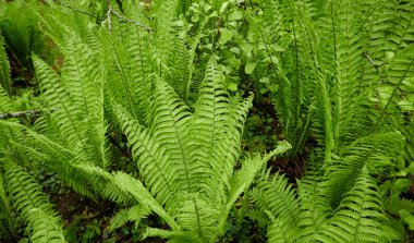 Yeşil eğreltiotu yapraklarından oluşan orman zemini, yakın plan. Çiçek deseni, doku, arka plan. İlkbahar, yazın başı. Doğa, botanik, çevre, ekoloji, tropikal ve yağmur ormanları bitkileri, botanik bahçesi