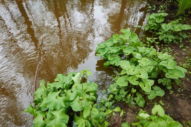 Orman parkındaki bir nehir. Bitkiler, yosun, eğrelti otları, yeşil çimenler. Sudaki yansımalar. İlkbahar, yazın başı. Çevre, iklim, ekoloji, ekosistemler, saf doğa. Idyllic manzara. Yüksek açı görünümü