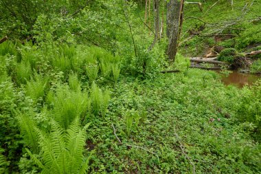 Yeşil eğreltiotu yapraklarından oluşan orman zemini, yakın plan. Çiçek deseni, doku, arka plan. İlkbahar, yazın başı. Doğa, botanik, çevre, ekoloji, tropikal ve yağmur ormanları bitkileri, botanik bahçesi