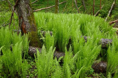 Yeşil eğreltiotu yapraklarından oluşan orman zemini, yakın plan. Çiçek deseni, doku, arka plan. İlkbahar, yazın başı. Doğa, botanik, çevre, ekoloji, tropikal ve yağmur ormanları bitkileri, botanik bahçesi