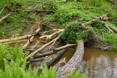 Orman parkındaki bir nehir. Bitkiler, yosun, eğrelti otları, yeşil çimenler. Devrilmiş ağaç kütükleri, baraj. Sudaki yansımalar. İlkbahar, yazın başı. Çevre, iklim, ekoloji, ekosistemler, saf doğa. Idyllic manzara