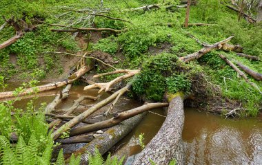 Orman parkındaki bir nehir. Bitkiler, yosun, eğrelti otları, yeşil çimenler. Devrilmiş ağaç kütükleri, baraj. Sudaki yansımalar. İlkbahar, yazın başı. Çevre, iklim, ekoloji, ekosistemler, saf doğa. Idyllic manzara