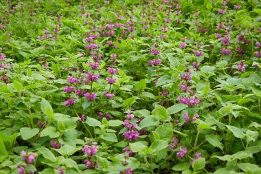 Bir orman parkında çiçek açan pembe ve mor Lamium çiçekleri. İlkbahar, yazın başı. Çevre, ekoloji, ekosistemler, saf doğa. Idyllic manzara
