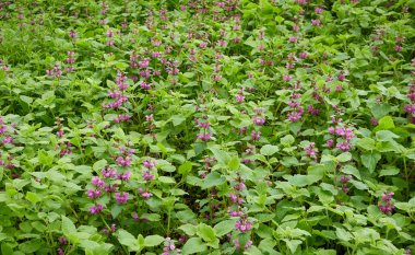 Bir orman parkında çiçek açan pembe ve mor Lamium çiçekleri. İlkbahar, yazın başı. Çevre, ekoloji, ekosistemler, saf doğa. Idyllic manzara