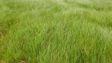 Yeşil çimenler, çiçek açan çimenler (çayır) bir orman parkında. İlkbahar, yazın başı. Çevre, ekoloji, ekosistemler, saf doğa. Idyllic manzara