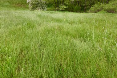 Yeşil çimenler, çiçek açan çimenler (çayır) bir orman parkında. İlkbahar, yazın başı. Çevre, ekoloji, ekosistemler, saf doğa. Idyllic manzara