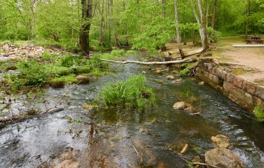 Orman parkındaki bir nehir. Ağaçlar, bitkiler, yeşil çimenler. İlkbahar, yazın başı. Çevre, iklim, ekoloji, ekosistemler, saf doğa. Botanik bahçesi, peyzaj tasarımı. Panoramik görünüm