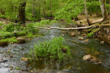 Orman parkındaki bir nehir. Ağaçlar, bitkiler, yeşil çimenler. İlkbahar, yazın başı. Çevre, iklim, ekoloji, ekosistemler, saf doğa. Botanik bahçesi, peyzaj tasarımı. Panoramik görünüm