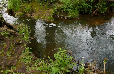 Orman parkındaki bir nehir. Bitkiler, yeşil çimenler. Sudaki yansımalar. İlkbahar, yazın başı. Çevre, iklim, ekoloji, ekosistemler, saf doğa. Botanik bahçesi, peyzaj tasarımı konseptleri.