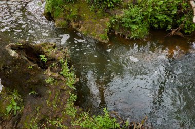 Orman parkındaki bir nehir. Bitkiler, yeşil çimenler. Sudaki yansımalar. İlkbahar, yazın başı. Çevre, iklim, ekoloji, ekosistemler, saf doğa. Botanik bahçesi, peyzaj tasarımı konseptleri.