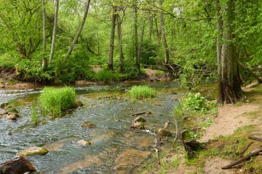 Orman parkındaki bir nehir. Ağaçlar, bitkiler, yeşil çimenler. İlkbahar, yazın başı. Çevre, iklim, ekoloji, ekosistemler, saf doğa. Botanik bahçesi, peyzaj tasarımı. Panoramik görünüm