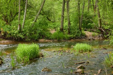 Orman parkındaki bir nehir. Ağaçlar, bitkiler, yeşil çimenler. İlkbahar, yazın başı. Çevre, iklim, ekoloji, ekosistemler, saf doğa. Botanik bahçesi, peyzaj tasarımı. Panoramik görünüm