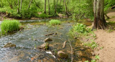 Orman parkındaki bir nehir. Ağaçlar, bitkiler, yeşil çimenler. İlkbahar, yazın başı. Çevre, iklim, ekoloji, ekosistemler, saf doğa. Botanik bahçesi, peyzaj tasarımı. Panoramik görünüm