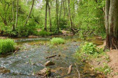 Orman parkındaki bir nehir. Ağaçlar, bitkiler, yeşil çimenler. İlkbahar, yazın başı. Çevre, iklim, ekoloji, ekosistemler, saf doğa. Botanik bahçesi, peyzaj tasarımı. Panoramik görünüm