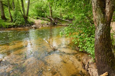 Orman parkındaki bir nehir. Ağaçlar, bitkiler, yeşil çimenler. İlkbahar, yazın başı. Çevre, iklim, ekoloji, ekosistemler, saf doğa. Botanik bahçesi, peyzaj tasarımı. Panoramik görünüm