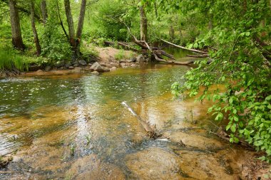 Orman parkındaki bir nehir. Ağaçlar, bitkiler, yeşil çimenler. İlkbahar, yazın başı. Çevre, iklim, ekoloji, ekosistemler, saf doğa. Botanik bahçesi, peyzaj tasarımı. Panoramik görünüm