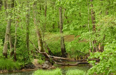 Orman parkındaki bir nehir. Ağaçlar, bitkiler, yeşil çimenler. İlkbahar, yazın başı. Çevre, iklim, ekoloji, ekosistemler, saf doğa. Botanik bahçesi, peyzaj tasarımı. Panoramik görünüm