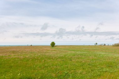 Baltık kıyısı yakınlarında çiçek açan çimler. Çimenler, bitkiler, kır çiçekleri, yalnız ağaçlar. Güneşli bir gün, dramatik bir gökyüzü. Yazın kırsal alanda. Panoramik manzara. Arabadan görüntüle