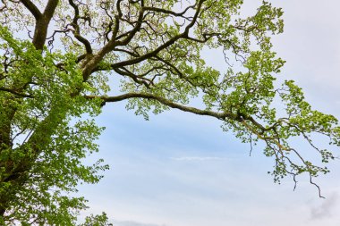 Orman parkındaki güçlü yaprak döken ağaç. Yeşil yapraklar. Açık mavi gökyüzü. Yaz manzarası. Doğa, çevre, ekoloji temaları