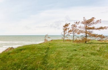 Güneşli bir günde Baltık Denizi kıyısı. Kum tepeleri, kum tepeleri, yalnız ağaçlar. Mavi gökyüzü, parlayan bulutlar, rüzgar. Resimli panoramik hava manzarası. Doğa, çevre, eko turizm, yürüyüş, seyahat tutkusu temaları