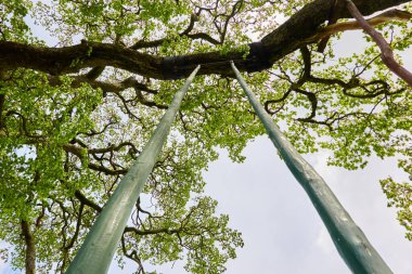 Orman parkındaki güçlü yaprak döken ağaç. El yapımı ahşap salıncağın alçak açılı görüntüsü, açık mavi gökyüzü. Yaz manzarası. Doğa, çevre, ekoloji, eko turizm, seyahat tutkusu temaları