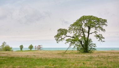 Orman parkındaki güçlü yaprak döken ağaç. Çayır, çimen, Baltık kıyısı. Açık mavi gökyüzü. Yaz manzarası. Doğa, çevre, ekoloji, eko turizm, seyahat tutkusu temaları
