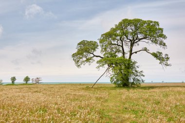 Orman parkındaki güçlü yaprak döken ağaç. Çayır, çimen, Baltık kıyısı. Açık mavi gökyüzü. Yaz manzarası. Doğa, çevre, ekoloji, eko turizm, seyahat tutkusu temaları
