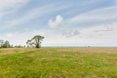 Orman parkındaki güçlü yaprak döken ağaç. Çayır, çimen, Baltık kıyısı. Açık mavi gökyüzü. Yaz manzarası. Doğa, çevre, ekoloji, eko turizm, seyahat tutkusu temaları