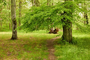 Güneşli bir günde yeşil yaprak döken orman parkının panoramik görüntüsü. Ağaçlar, bitkiler. Yumuşak güneş ışığı. Doğa, çevre, ekoloji, eko-turizm, kuzey yürüyüşü, keşif