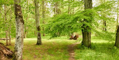 Güneşli bir günde yeşil yaprak döken orman parkının panoramik görüntüsü. Ağaçlar, bitkiler. Yumuşak güneş ışığı. Doğa, çevre, ekoloji, eko-turizm, kuzey yürüyüşü, keşif