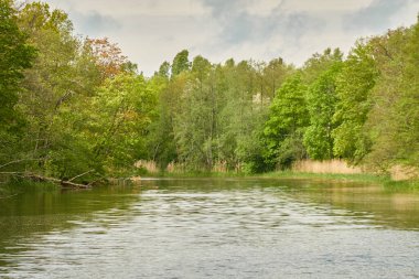 Yeşil bir orman parkında nehir. - Letonya. Ağaçlar, bitkiler. İlkbahar, yazın başı. Saf doğa, ekoloji, temiz hava, eko turizm