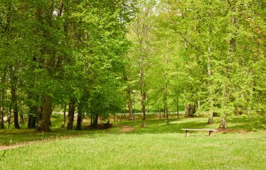 Güneşli bir günde yeşil yaprak döken orman parkının panoramik görüntüsü. Ağaçlar, bitkiler. Yumuşak güneş ışığı. Doğa, çevre, ekoloji, eko-turizm, kuzey yürüyüşü, keşif