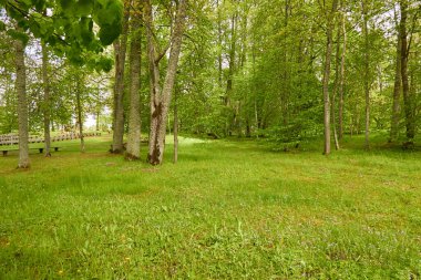 Güneşli bir günde yeşil yaprak döken orman parkının panoramik görüntüsü. Ağaçlar, bitkiler. Yumuşak güneş ışığı. Doğa, çevre, ekoloji, eko-turizm, kuzey yürüyüşü, keşif