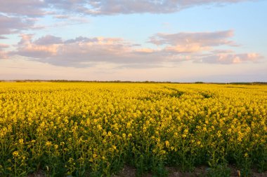 Kırsal alan. Gün batımında açan sarı kolza tohumu tarlası. Yaz günü. Dramatik mavi gökyüzü. Çiçek dokusu, arka plan. Tarım, biyoteknoloji, yakıt, gıda endüstrisi, alternatif enerji, doğa