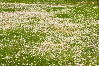 Beyaz papatya çiçekleri (Bellis annua), yeşil çimen. Şehir parkında çiçek açan çimenler. Yumuşak güneş ışığı. İlkbahar, yazın başı. Doğa, peyzaj tasarımı, bahçıvanlık, botanik, barış ve neşe kavramları