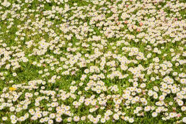 Beyaz papatya çiçekleri (Bellis annua), yeşil çimen. Şehir parkında çiçek açan çimenler. Yumuşak güneş ışığı. İlkbahar, yazın başı. Doğa, peyzaj tasarımı, bahçıvanlık, botanik, barış ve neşe kavramları
