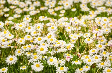 Beyaz papatya çiçekleri (Bellis annua), yeşil çimen. Şehir parkında çiçek açan çimenler. Yumuşak güneş ışığı. İlkbahar, yazın başı. Doğa, peyzaj tasarımı, bahçıvanlık, botanik, barış ve neşe kavramları